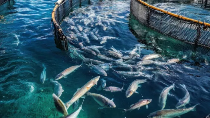 बिहार में पशुपालन और मत्स्य पालन को मिल रही है नई ऊंचाइयां